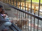 wisawatan-lihat-rusa_20180501_135401.jpg