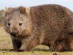 wombat-satu-di-antara-binatang-asli-australia.jpg