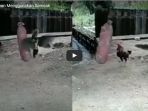 wow-ada-ayam-yang-berlatih-bertarung-menggunakan-samsak-bak-mike-tyson_20170725_105520.jpg