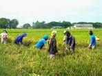 WPI Targetkan Kemitraan dengan Petani 10.000 Hektare pada 2023
