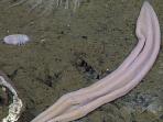 xenoturbella-profunda_20160228_204317.jpg
