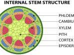 xylem-pada-daun.jpg