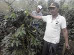 zaini-petani-kopi_20151021_113457.jpg