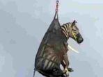 zebra-kabur.jpg