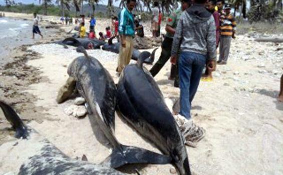 Baru Kali Ini Ada Puluhan Paus Terdampar - ikan_paus.JPG