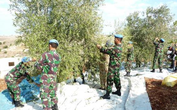 Ternyata Prajurit TNI Jago Memanen Buah Zaitun Lho (Foto) - KWZ_0053.jpg.JPG