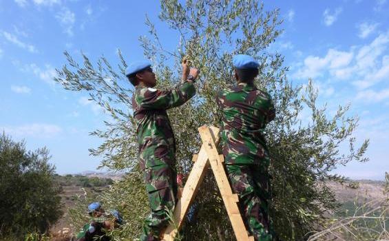 Ternyata Prajurit TNI Jago Memanen Buah Zaitun Lho (Foto) - KWZ_0055.jpg_(1)_.JPG