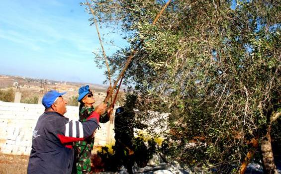 Ternyata Prajurit TNI Jago Memanen Buah Zaitun Lho (Foto) - KWZ_0061.jpg