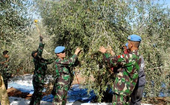 Ternyata Prajurit TNI Jago Memanen Buah Zaitun Lho (Foto) - KWZ_0165.jpg
