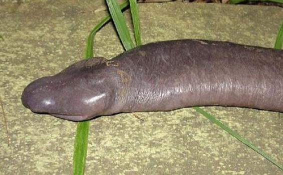 Amfibi Berbentuk Penis, Makhluk Paling Aneh Temuan Tahun Ini - 1615531620X310.jpg