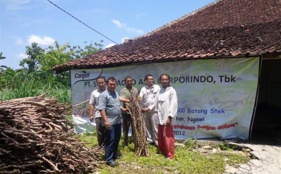 Petani Tak Lagi Kekurangan Bibit Singkong - sari_tanam2.jpg