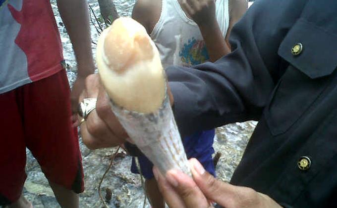 Besarnya Gigi Ikan Paus Sekepalan Tangan Orang Dewasa - gigi_paus.jpg