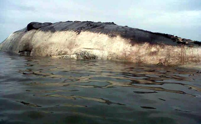 Besarnya Gigi Ikan Paus Sekepalan Tangan Orang Dewasa - ikan_paus1.jpg