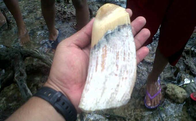 Besarnya Gigi Ikan Paus Sekepalan Tangan Orang Dewasa - ikan_paus_gigi.jpg