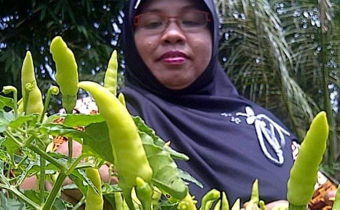 Dulu Tukang Ngerumpi, Kini Ibu-ibu di Kampung Ini Sibuk Berbisnis Rumput Laut - cabe.jpg