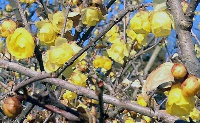 Saatnya Menikmati Harum Bunga Kuning Robai - 1-robai.jpg