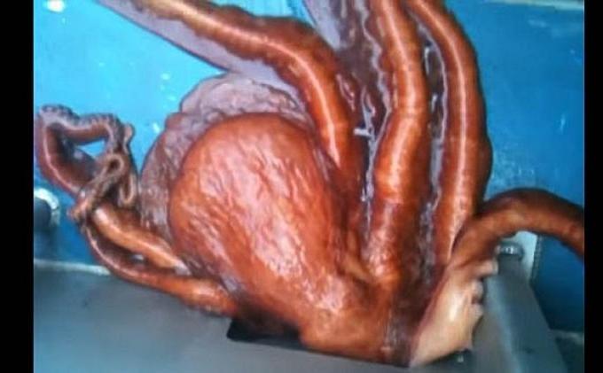 Gurita Besar Mampu Loloskan Diri Lewat Celah Sempit - Gurita1.jpg
