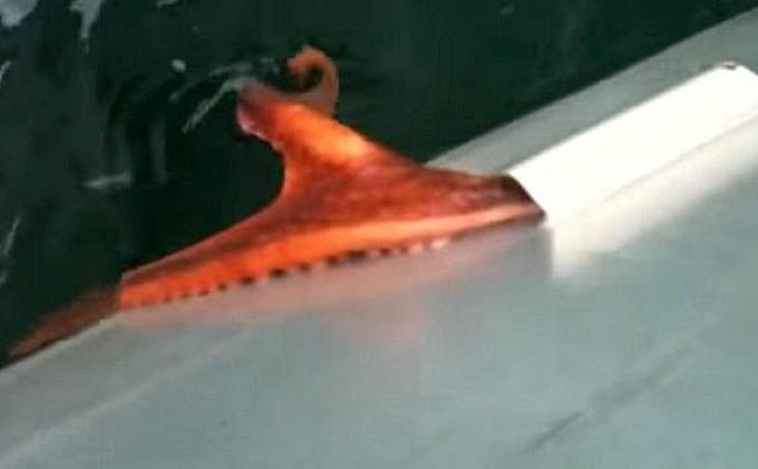 Gurita Besar Mampu Loloskan Diri Lewat Celah Sempit - Gurita31.jpg