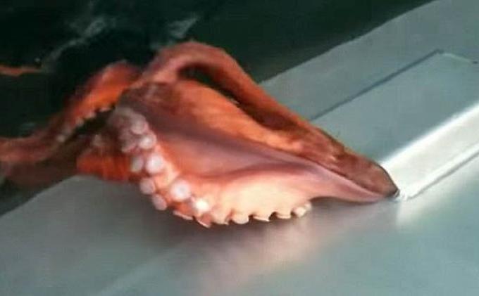 Gurita Besar Mampu Loloskan Diri Lewat Celah Sempit - Gurita4.jpg