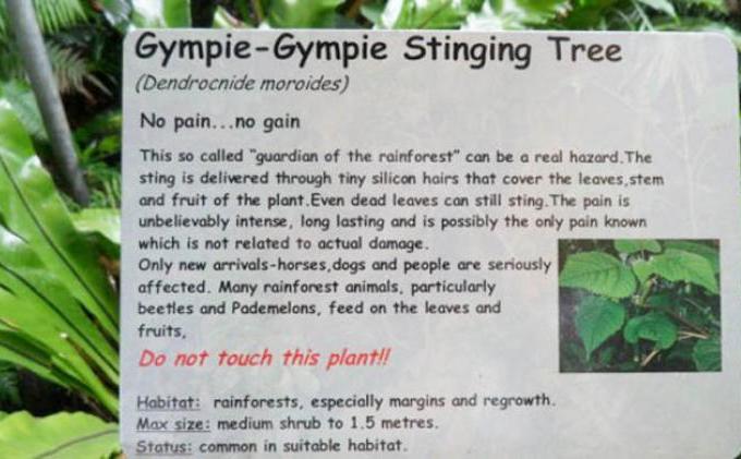 Tanaman Beracun Paling Mematikan Ternyata Juga Tumbuh di Indonesia - gympie-gympie4-550x309.jpg