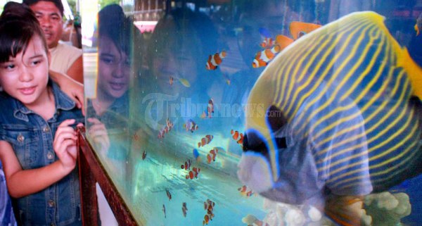 IKAN HIAS AIR LAUT