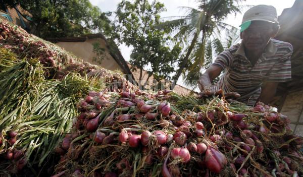 Bawang Merah Asal Kota Brebes