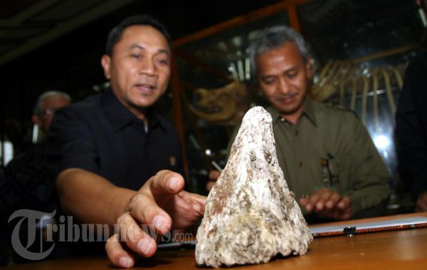 Menhut Tunjuk Kerangka Badak Jawa