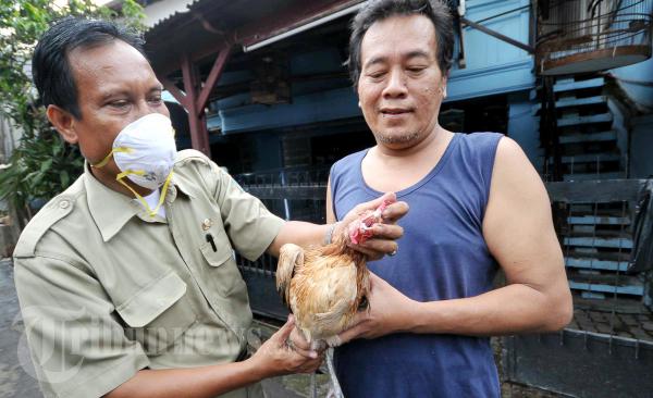 Awas Flu Burung