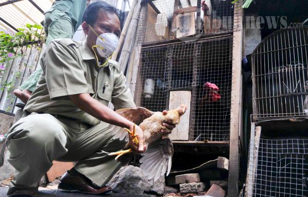 Petugas Suku Dinas Peternakan dan Perikanan