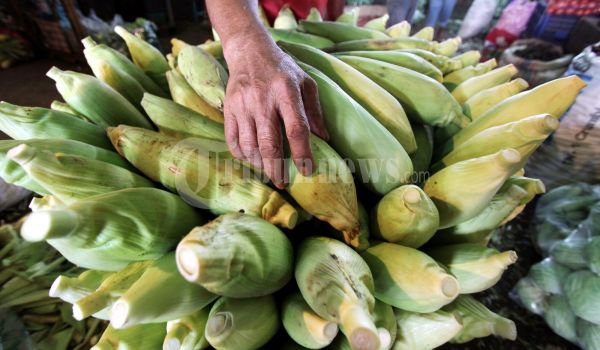 Pedagang Jagung Kramat Jati