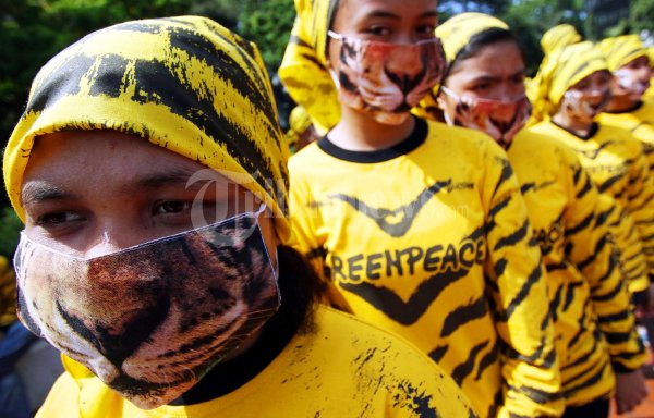 Green Peace Bawa Ratusan Harimau Sumatera Ke Menhut