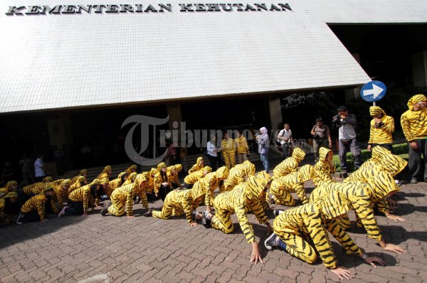Harimau Sumatera Berkeliaran di Kantor Menhut