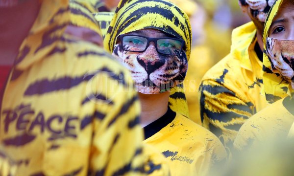 Harimau Sumatera Ke kantor Menhut