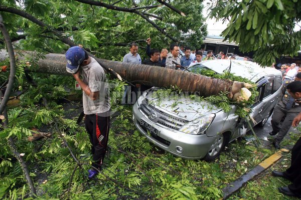 POHON TUMBANG