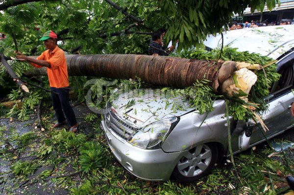 Pohon Tumbang di Bandara Polonia Medan