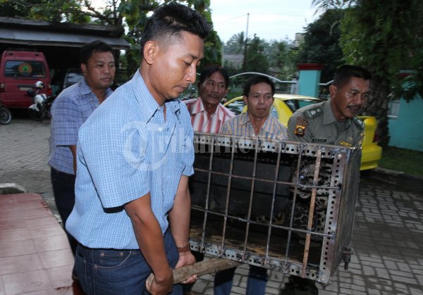 Elnusa Tangkap Macan