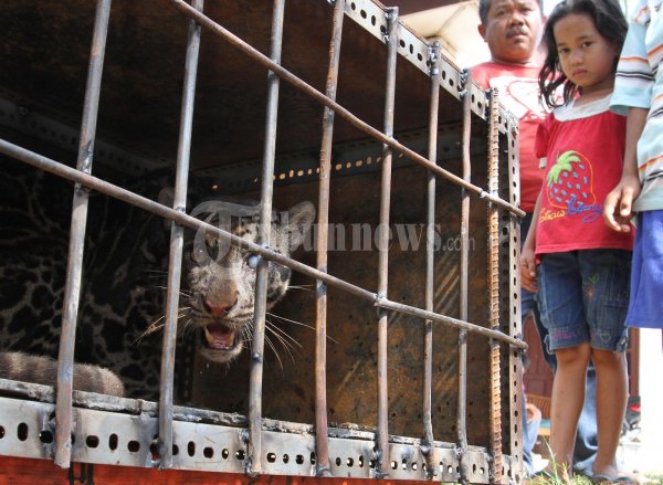 PT Elnusa Tangkap Macan Dahan