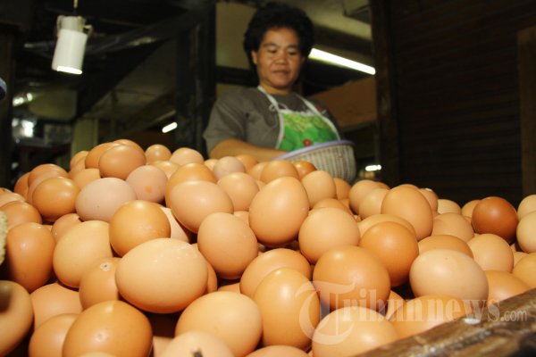 Pedagang Telur