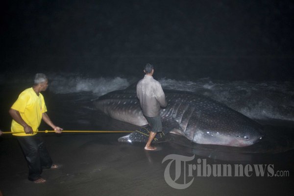 Ikan Hiu Paus Terdampar Lagi di Bantul