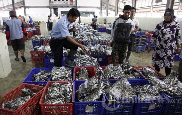 Aktivitas Pelelangan Ikan Muara Angke