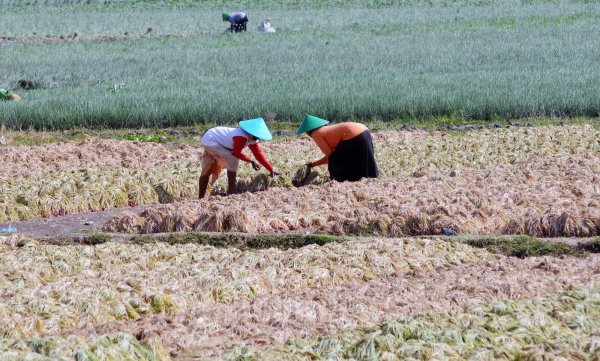 Lebaran Petani Bawang Merah Brebes Panen