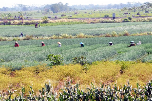 Lebaran Petani Bawang Merah Brebes Panen