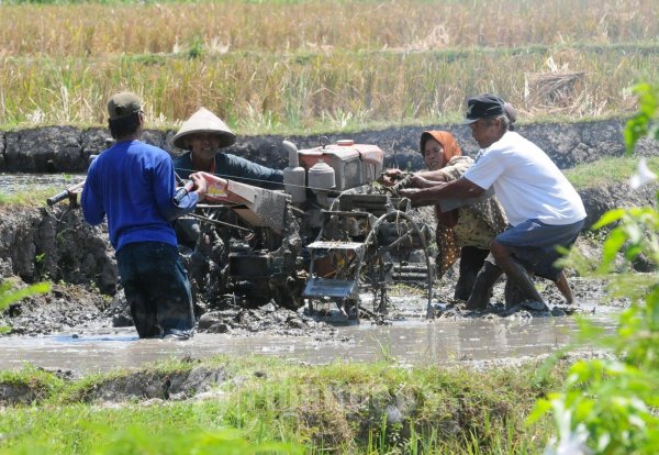 Petani Pembajak Sawah Kejeblos