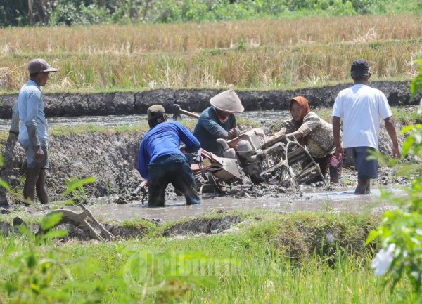 Petani Pembajak Sawah Kejeblos