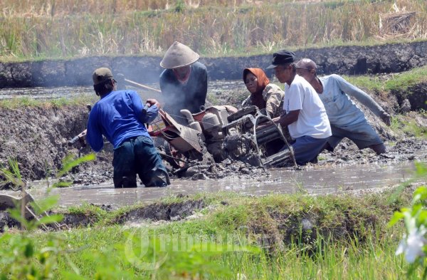 Petani Pembajak Sawah Kejeblos