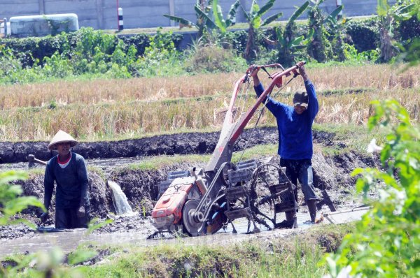 Petani Pembajak Sawah Kejeblos