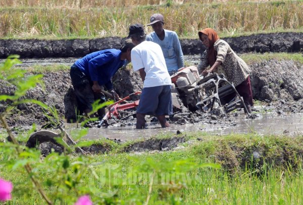 Petani Pembajak Sawah Kejeblos