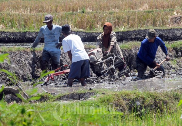 Petani Pembajak Sawah Kejeblos