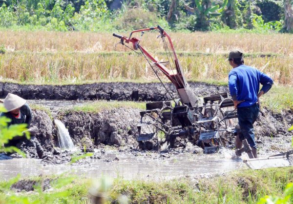 Petani Pembajak Sawah Kejeblos