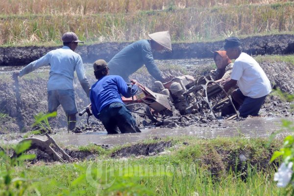 Petani Pembajak Sawah Kejeblos